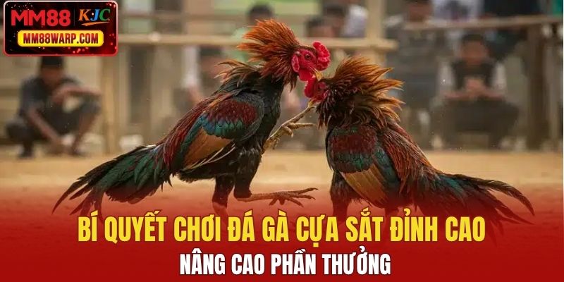 Bí quyết chơi đá gà cựa sắt đỉnh cao, nâng cao phần thưởng