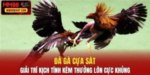 Đá gà cựa sắt