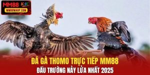 Đá gà Thomo trực tiếp