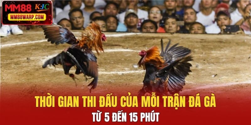 Thời gian thi đấu của mỗi trận đá gà từ 5 đến 15 phút