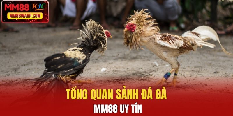 Tổng quan sảnh đá gà MM88 uy tín