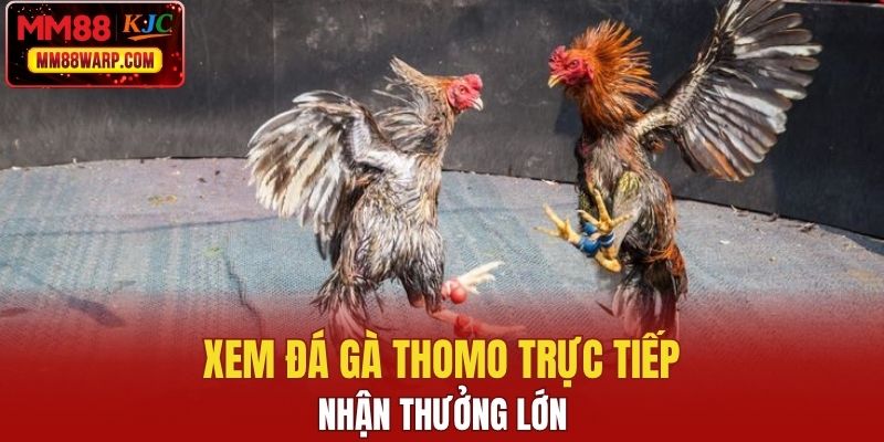 Xem đá gà Thomo trực tiếp tại đây nhận thưởng lớn